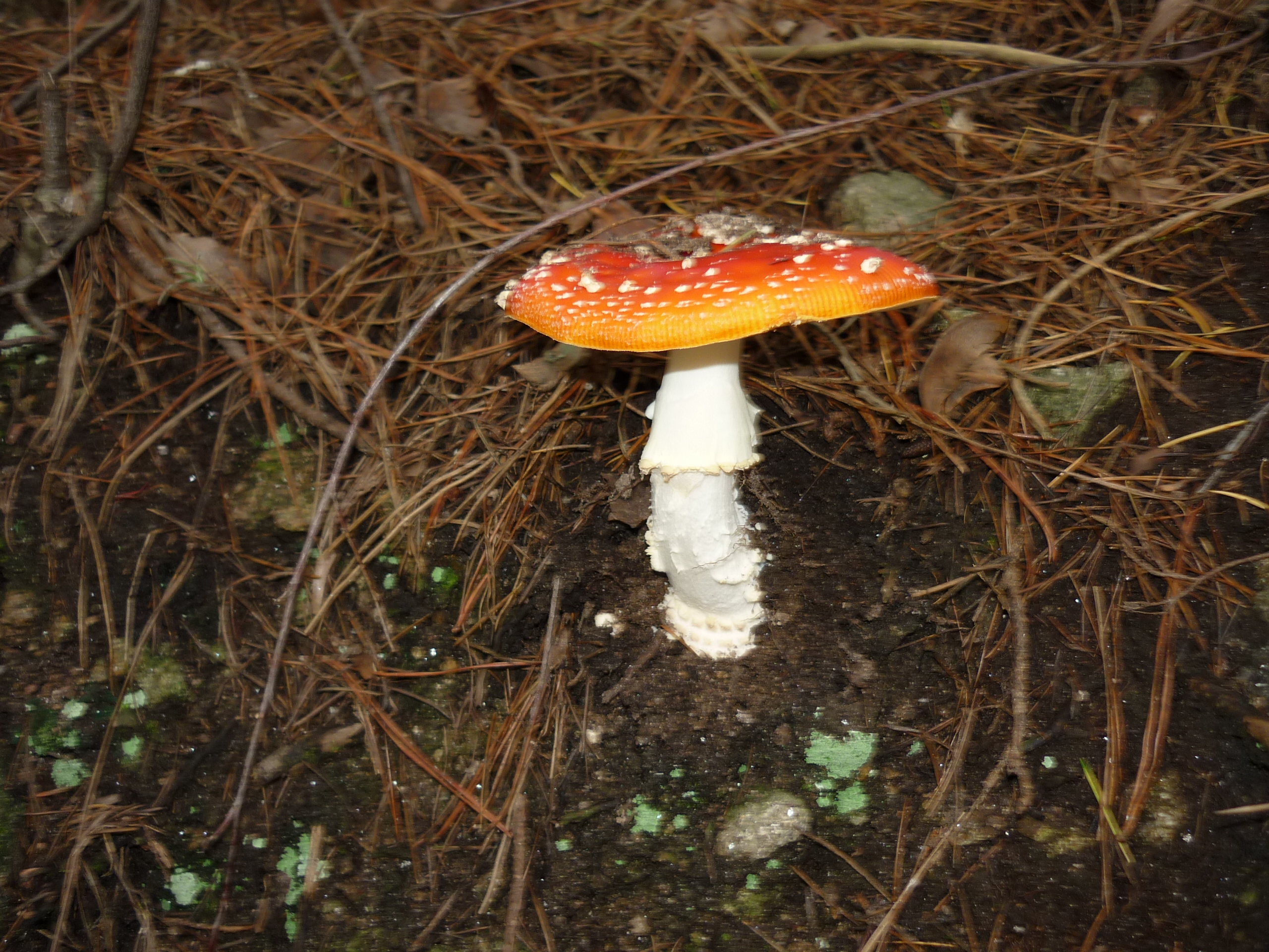 fotos/2011 - Los Reartes/P1010873.JPG